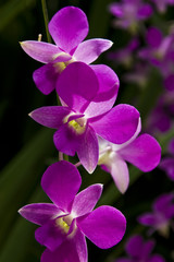 Fototapeta na wymiar Orchid flower in the garden