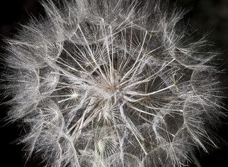 Dandelion closeup on black background