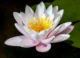 Water lily resting in the pond