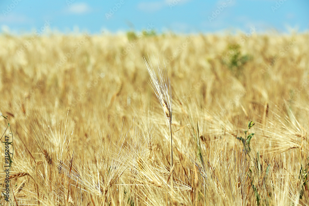 Poster Beautiful summer field