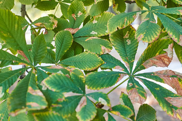 Background of a chestnut leaves