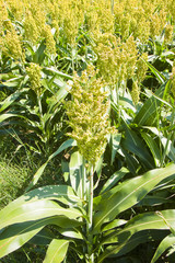 Obraz premium Grain sorghum green field