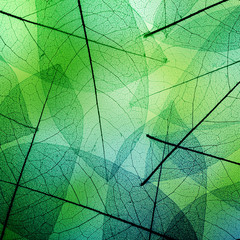 Fototapeta premium Macro leaves background texture