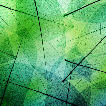 Macro leaves background texture