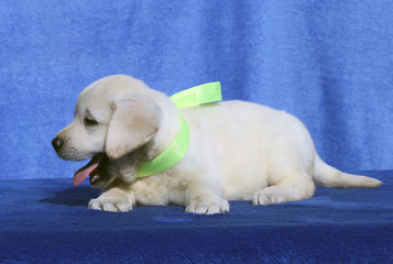 a Cute nice labrador puppy on a blue background