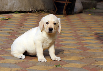 a yellow happy labrador puppy in garden