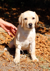 the yellow happy labrador puppy in garden