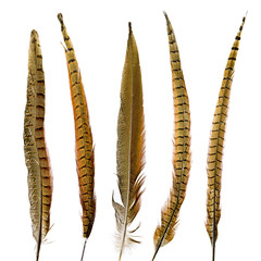 pheasant feathers set isolated