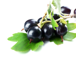Wild black currant with green leaves isolated on white