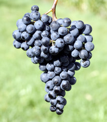 Dornfelder, Rotwein, Rote, Weintrauben,