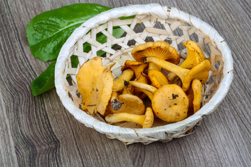 Chanterelle