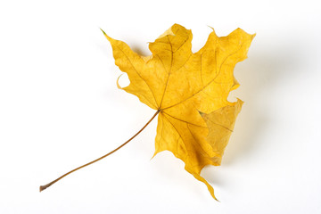 Dry fallen leaf isolated on white paper background
