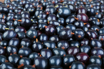 Heap of wild black currant close up
