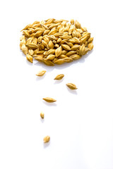 Rye seeds on white shiny background