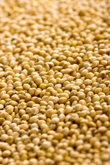 Soy seed background