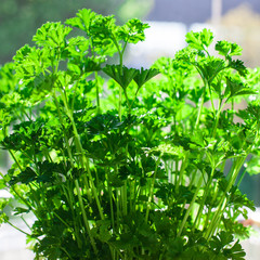 Parsley leafs foliage