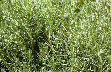 Green foliage, macro shot, shallow depth of field