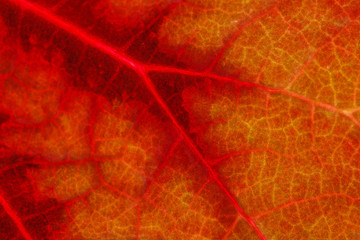 Obraz premium leaf texture