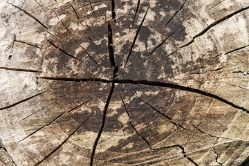 Texture of sawed tree trunk, close-up