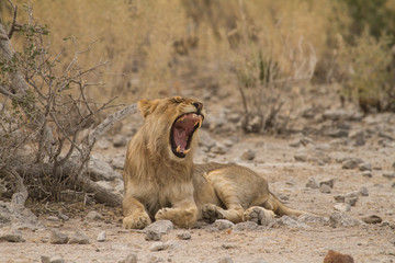 Junges Löwenmännchen im Etosha Nationalpark in Namibia