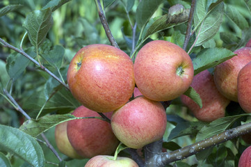 Elstar, Apfel, Malus, domestica,