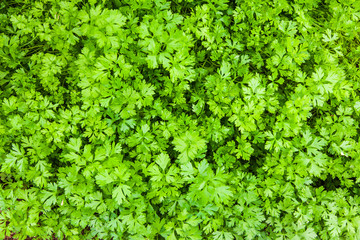 Parsley on bed in vegetable sustainable garden