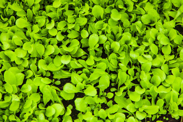 young lettuce plants growing in an sustainable garden