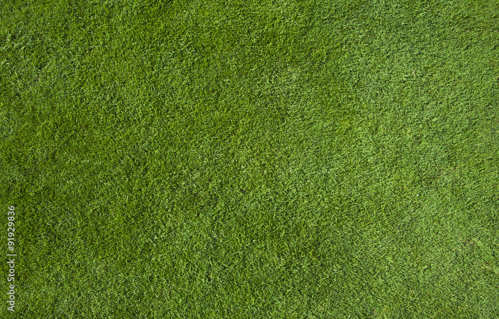 Wall mural green grass texture