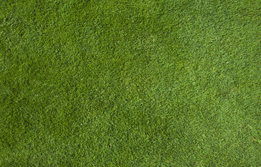 Fototapeta na wymiar Green grass texture