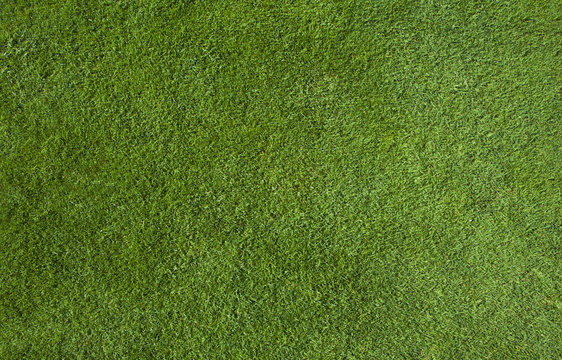 Green grass texture © nexusseven