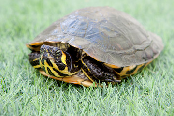 Obraz premium Green and yellow common turtle