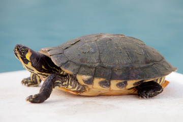 Fototapeta premium Green and yellow common turtle
