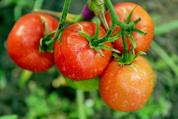 Tomatoes growing in garden