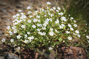 Flowers in the Pyrenees