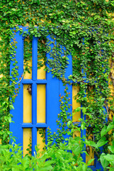 Wall and window of a house covered with ivy