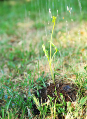 Green sprout in soil outdoors