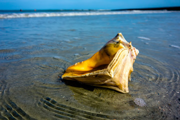 sea shell on a beach of atlantic ocean at sunset