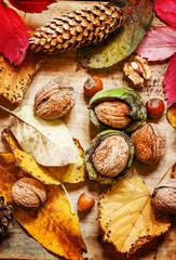 Fototapeta na wymiar Autumn background with nuts and red and yellow leaves, selective