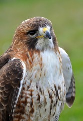 Rotschwanzbussard