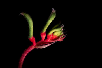 Kangaroo Pow flower West Australia