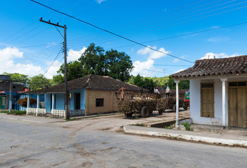 Fototapeta na wymiar Zuckerrohrernte in Kuba im Landesinneren 