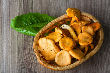 Fototapeta premium Chanterelle