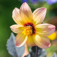Sundrenched Dahlia