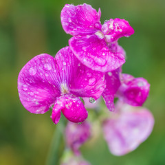 Summer Sweet Pea