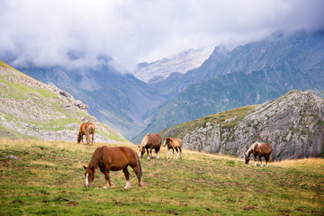 Fototapeta na wymiar Herd of horses grazing near Pourtalet pass, Ossau valley in the Pyrenees, France