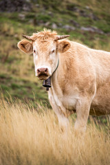 Portrait of a blond cow, France
