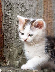 curious little baby kitten
