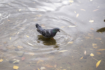 Fototapeta premium doves on the white background
