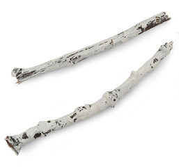 white painted braches isolated on the white background