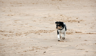 Jack Russell walking on the beach